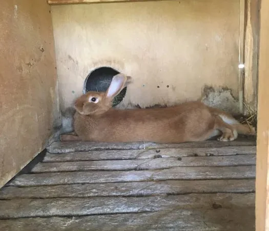 Бургундские крольчата привиты продажа живым весом - фото № 1