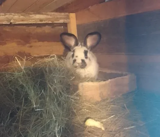 Кролики Белый великан продажа живым весом - фото № 1