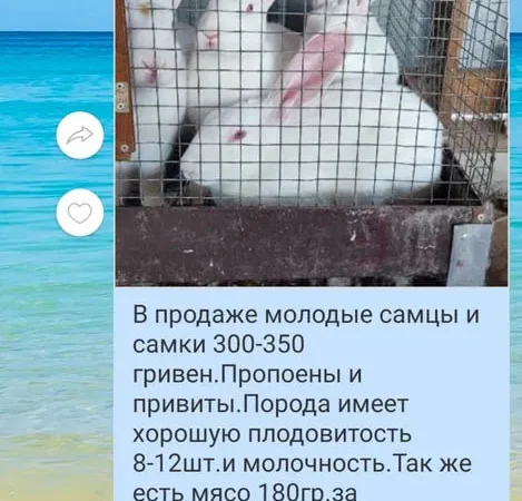 Кролики привиты продажа живым весом и мясом - фото № 1