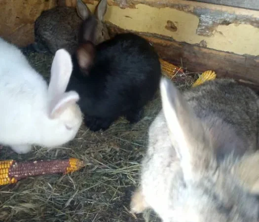 Кролики живым весом и тушки продажа - фото № 1