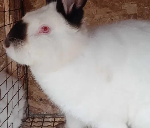 Кролики Калифорния продажа на племя и мясо - фото № 1