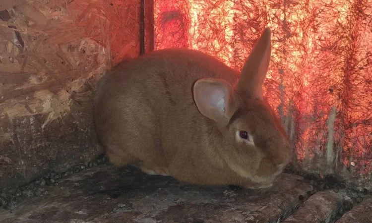 Кролики разных пород продажа живым весом - фото № 1