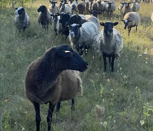 Баранина домашняя продажа тушами и полутушами - фото № 1