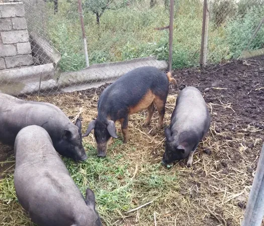 Продажа вьетнамских свиней и леху мангалица - фото № 1