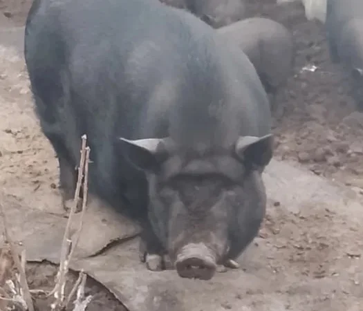 Продажа вьетнамских свиней - фото № 1