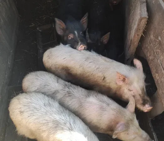 Продажа вьетнамских свиней живым весом по 100 грн - фото № 1