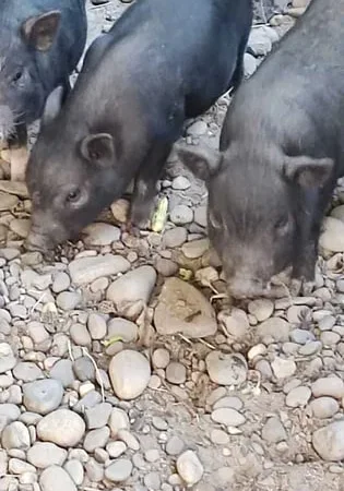 Продаж в’єтнамських поросят 7 тижнів, чистокровні - фото № 1