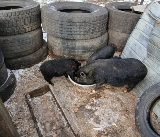 Продажа вьетнамских поросят 2,5 месяца и свиньи - фото № 1