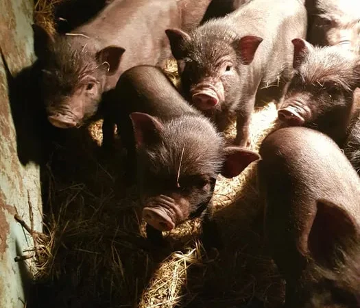 В продаже вьетнамские поросята свиньи - фото № 1