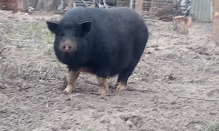 Поросята помесь вьетнамских свиней с мангалом - фото № 1