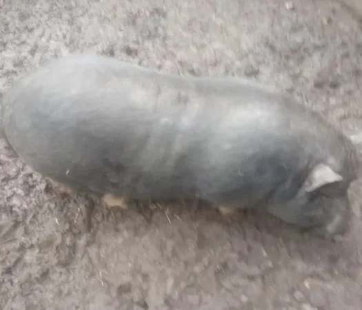 Продажа вьетнамского хряка на племя - фото № 1