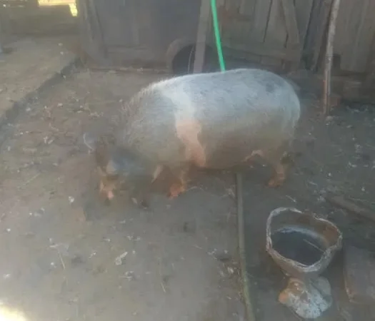 Продажа вьетнамской свиньи 11 месяцев - фото № 1