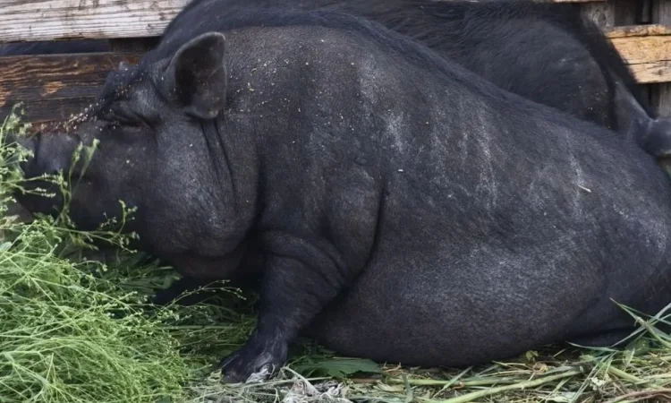 Продажа вьетнамских кабанчиков 4 месяца - фото № 1