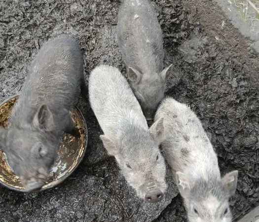 Продажа вьетнамских поросят 3 и 5 месяцев - фото № 1