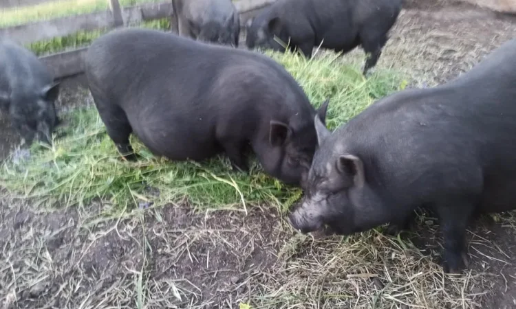 Продажа вьетнамских свиней 7 месяцев - фото № 1