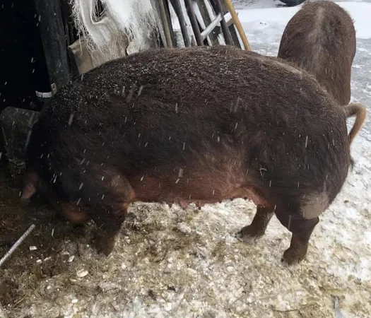 Продаж свині породи Дюрок 250 кг, можливий забій - фото № 1