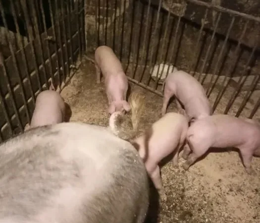 Продаж свиней Ландрас, П’єтрен і Дюрок, є м’ясо - фото № 1