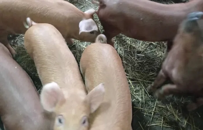 Продаж племінних поросят Петрен і Дюрок 6 тижнів - фото № 1