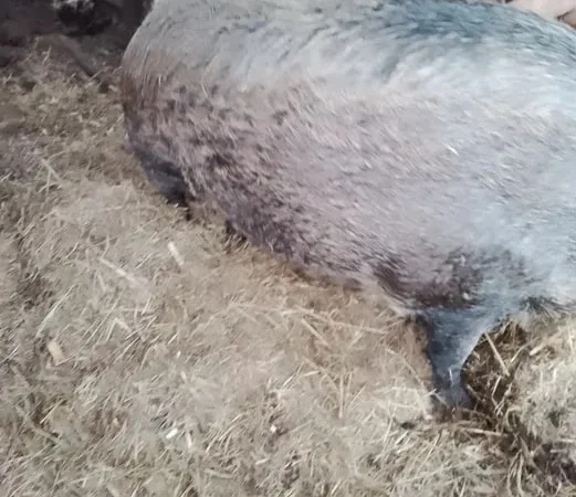 Продаж свині Дюрок мангал вага 240 кг - фото № 1