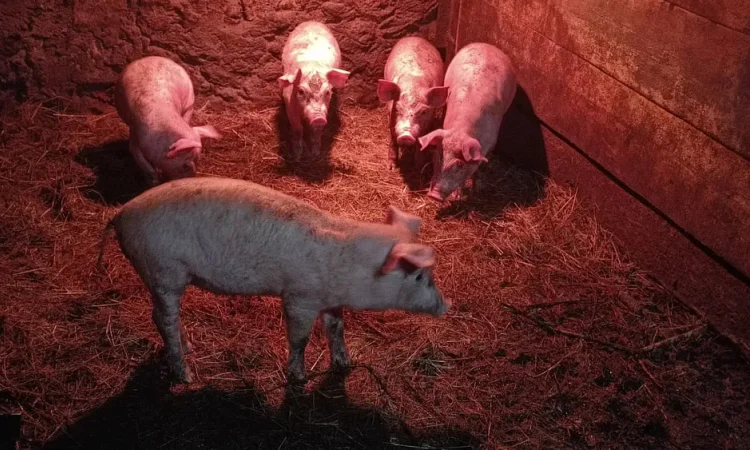 Продаж поросят Дюрок × Петрен 2 місяці - фото № 1