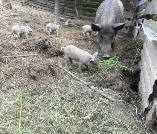 Продаж поросят і свиней породи мангалиця Дюрок - фото № 1