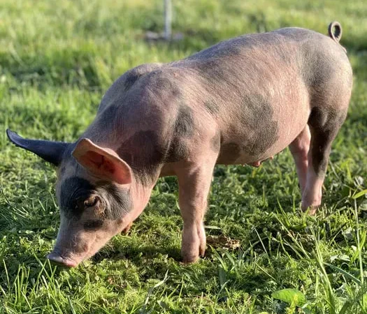 Продаж поросят Дюрок, Петрен, Ландрас - фото № 1