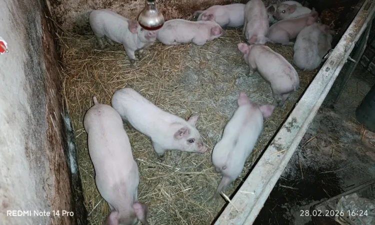 Продаж поросят F1 + Дюрок вакциновані - фото № 1