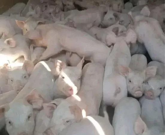 Продаж свиней Ландрас Дюрок - фото № 1