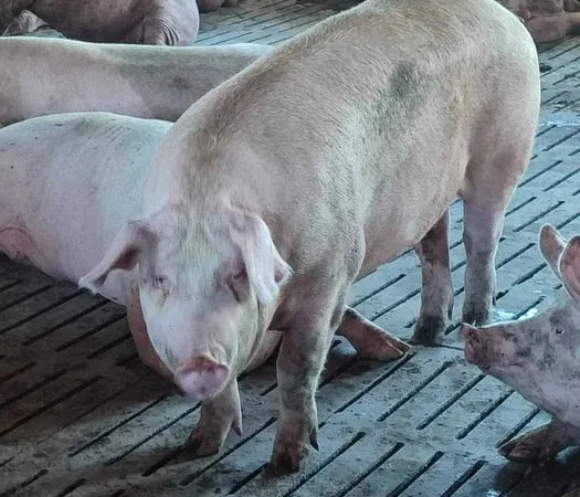 Продаж м’ясних свиней трьохпородний гібрид Дюрок - фото № 1