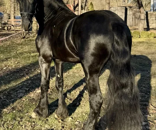 Продаж жеребця 3 роки, імпорт з Європи - фото № 1