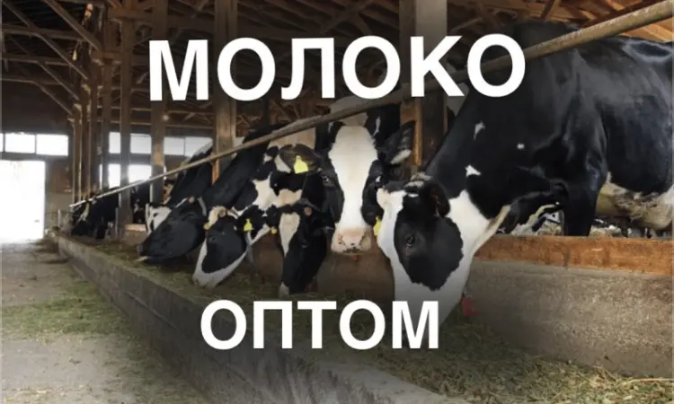 Продаж молока оптом від виробника – 5 000 кг/день - фото № 1