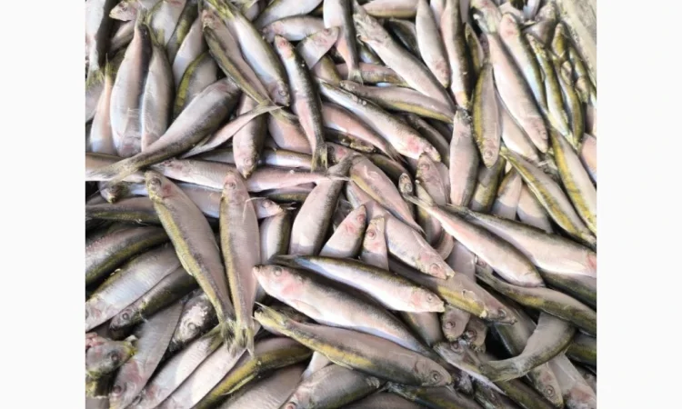 Кілька балтійської риби – морожена - фото № 1