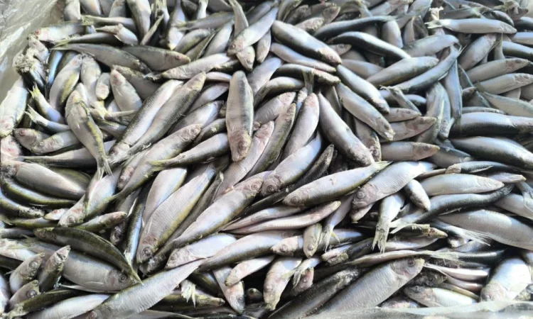 Кілька балтійської риби – морожена - фото № 2