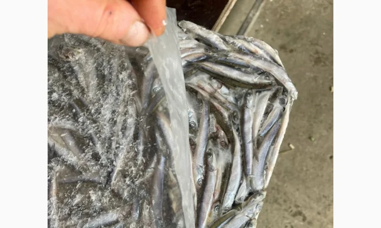 Свежемороженая хамса из Грузии - фото № 3
