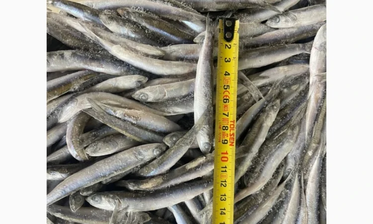 Свежемороженая хамса из Грузии - фото № 5