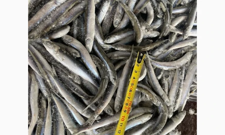 Свежемороженая хамса из Грузии - фото № 6