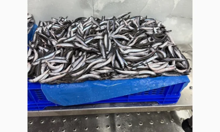 Продажа хамсы оптом - фото № 2