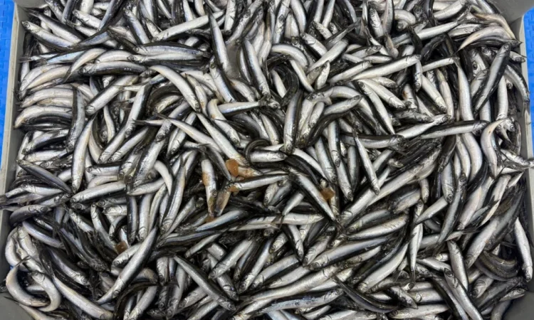Продажа хамсы оптом - фото № 3