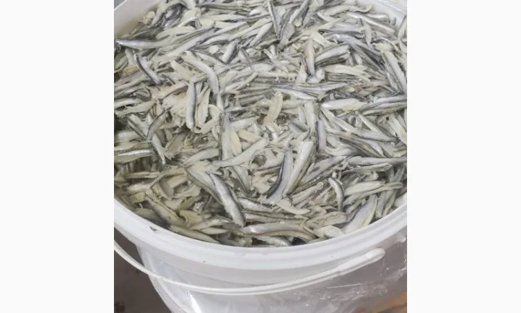 Продажа Черноморской Хамсы - фото № 2