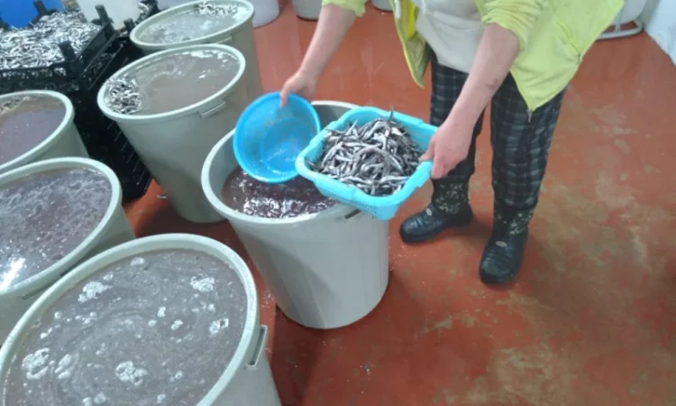 Продажа Черноморской Хамсы - фото № 6