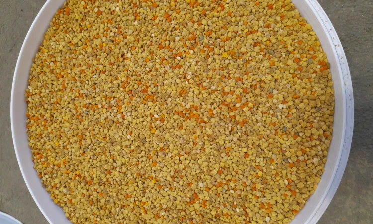 Пчелиная пыльца 2025 года сбора - фото № 3