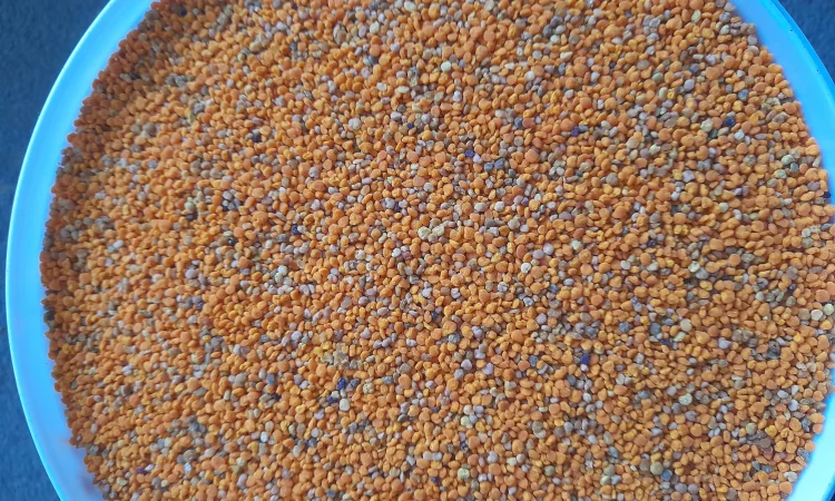 Пчелиная пыльца 2025 года сбора - фото № 4