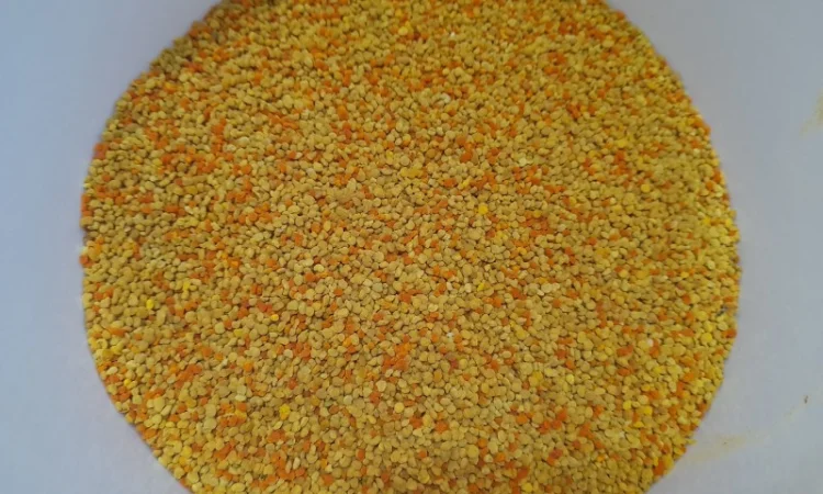 Пчелиный pollen 2025 года сбора - фото № 1