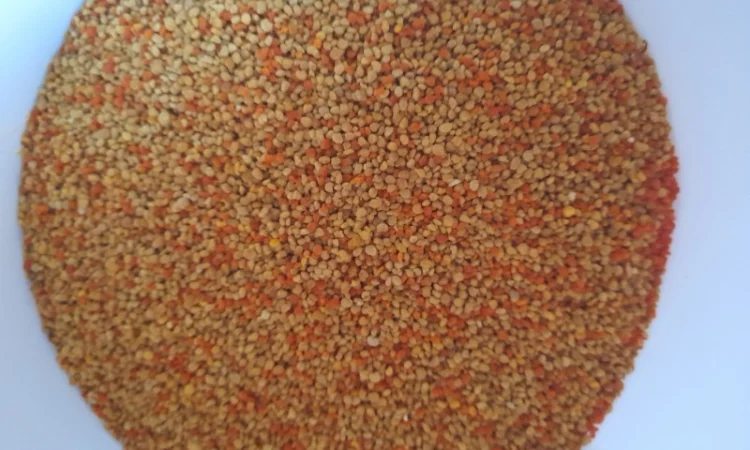 Пчелиный pollen 2025 года сбора - фото № 2