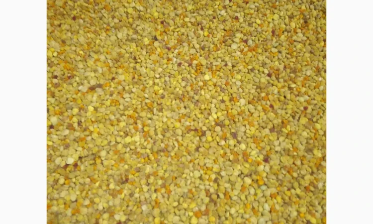 Продается натуральный пчелиный пыльца - фото № 1