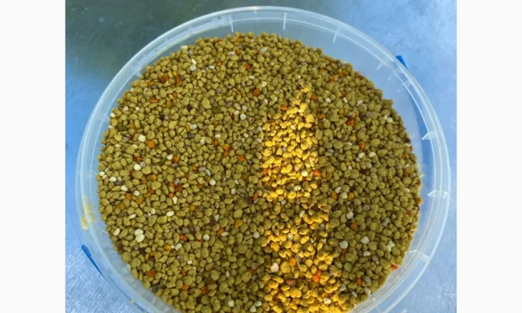 Пропонується бджолиний пилок від Медович - фото № 1