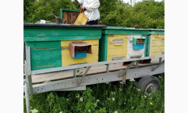 Продается цветочный пчелиный pollen - фото № 3