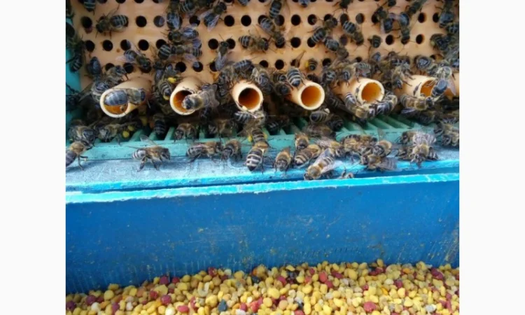 Продается цветочный пчелиный pollen - фото № 2