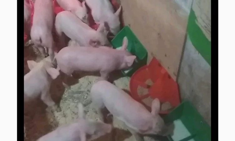 Натуральне сухе молоко для різних застосувань - фото № 5