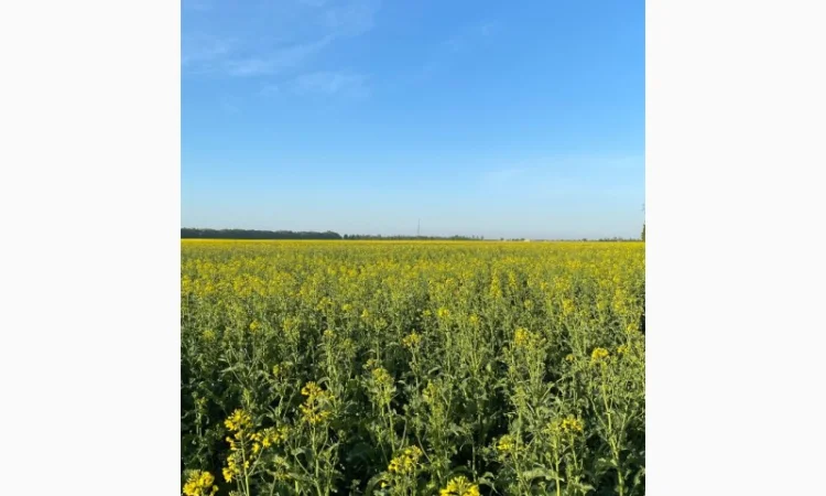 Продается пчелиный pollen с весенних цветов и рапса - фото № 1